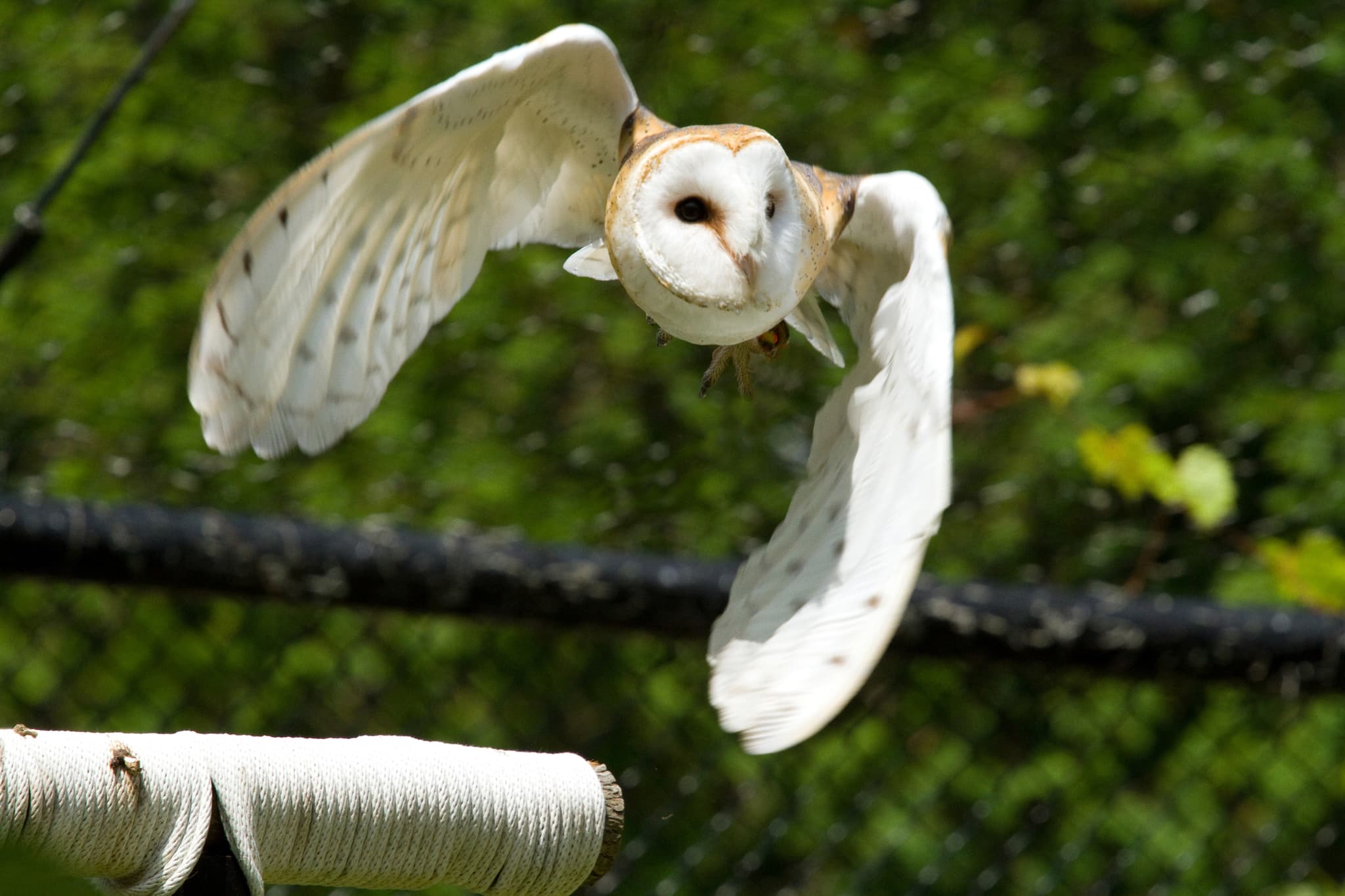Herrings Green Activity Farm & Birds of Prey Centre - Photo 1