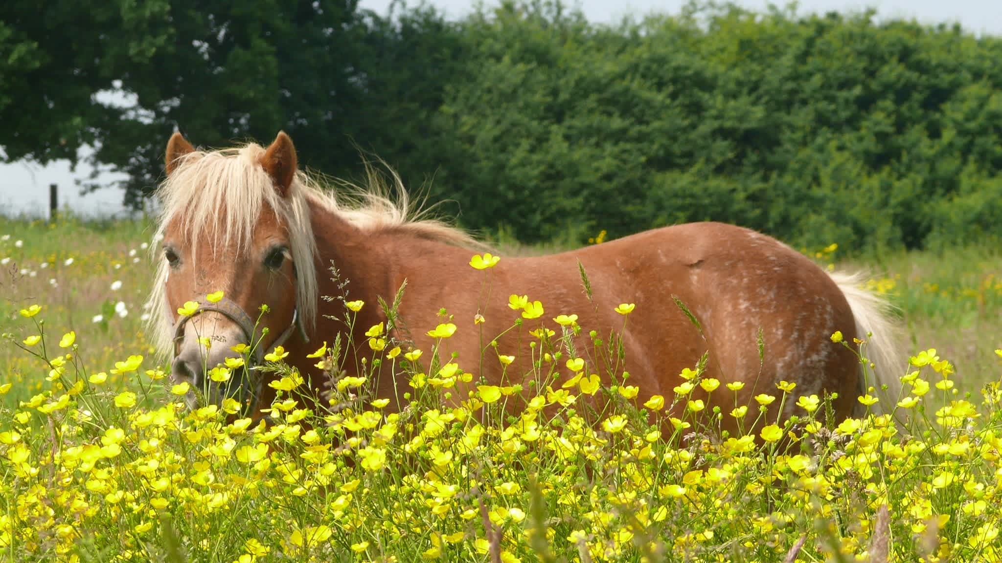 Shetland Pony Club - Photo
