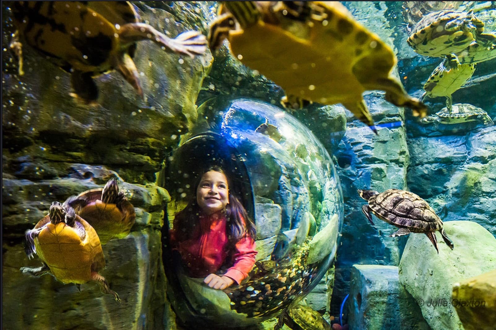 SEA LIFE Brighton