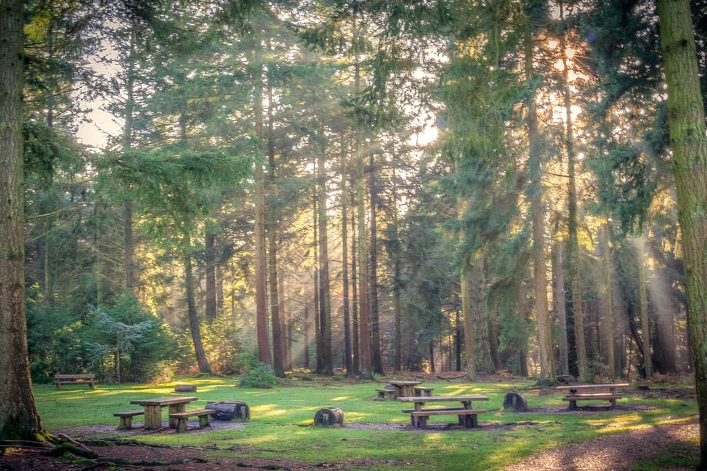 Bolderwood Deer Sanctuary - Photo 1