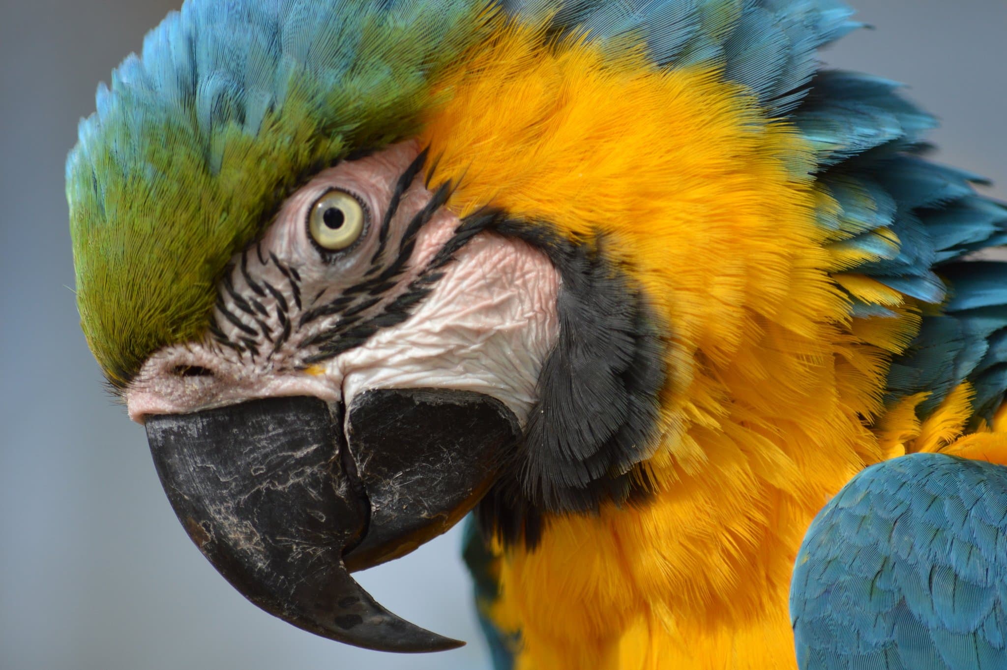 Tropical Birdland