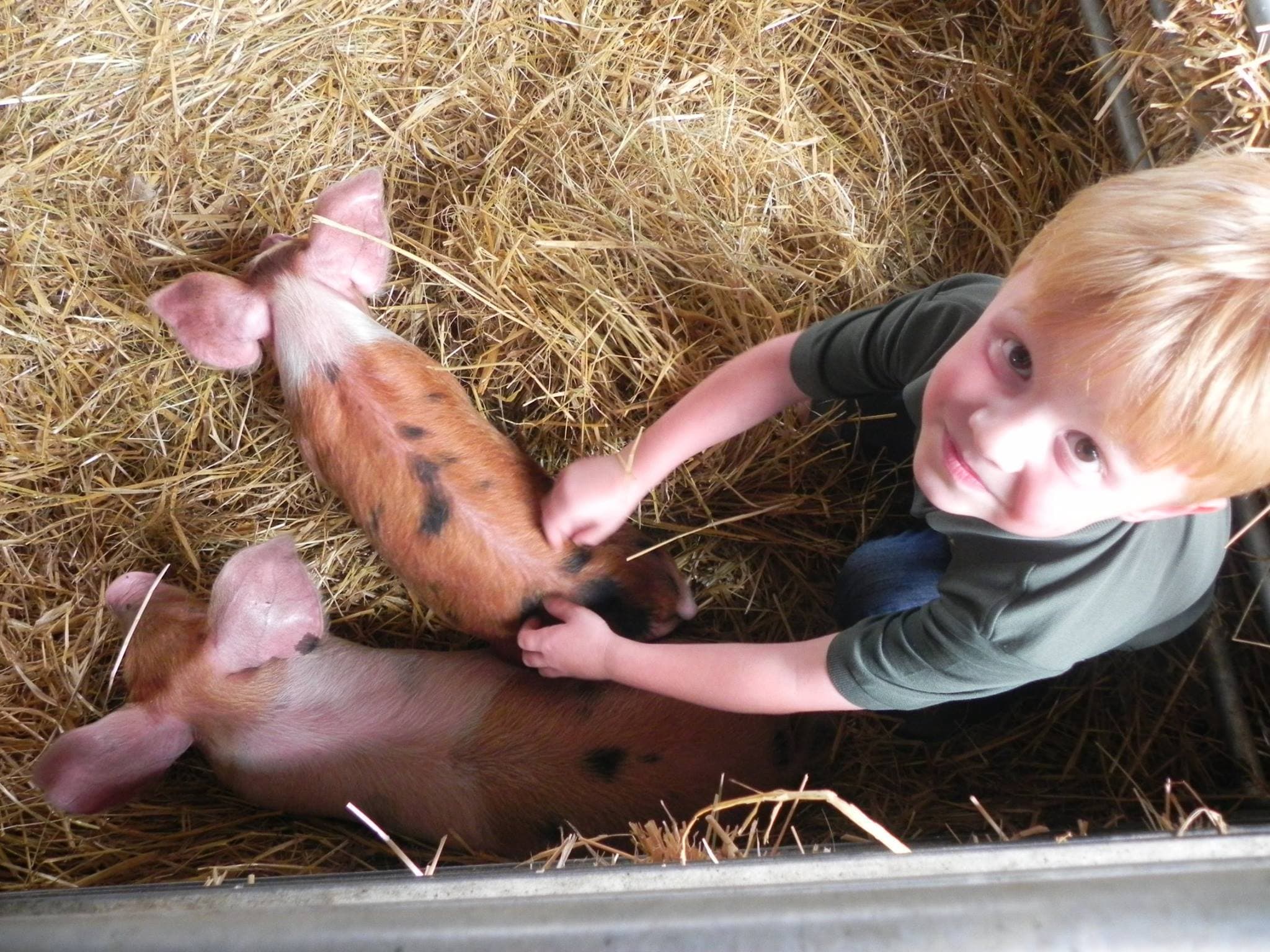 Boydells Dairy Farm