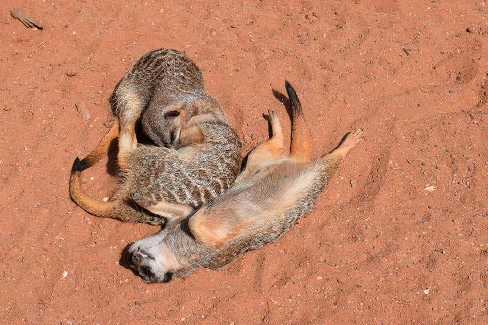 Rodbaston Visitor Centre Animal Zone - Photo