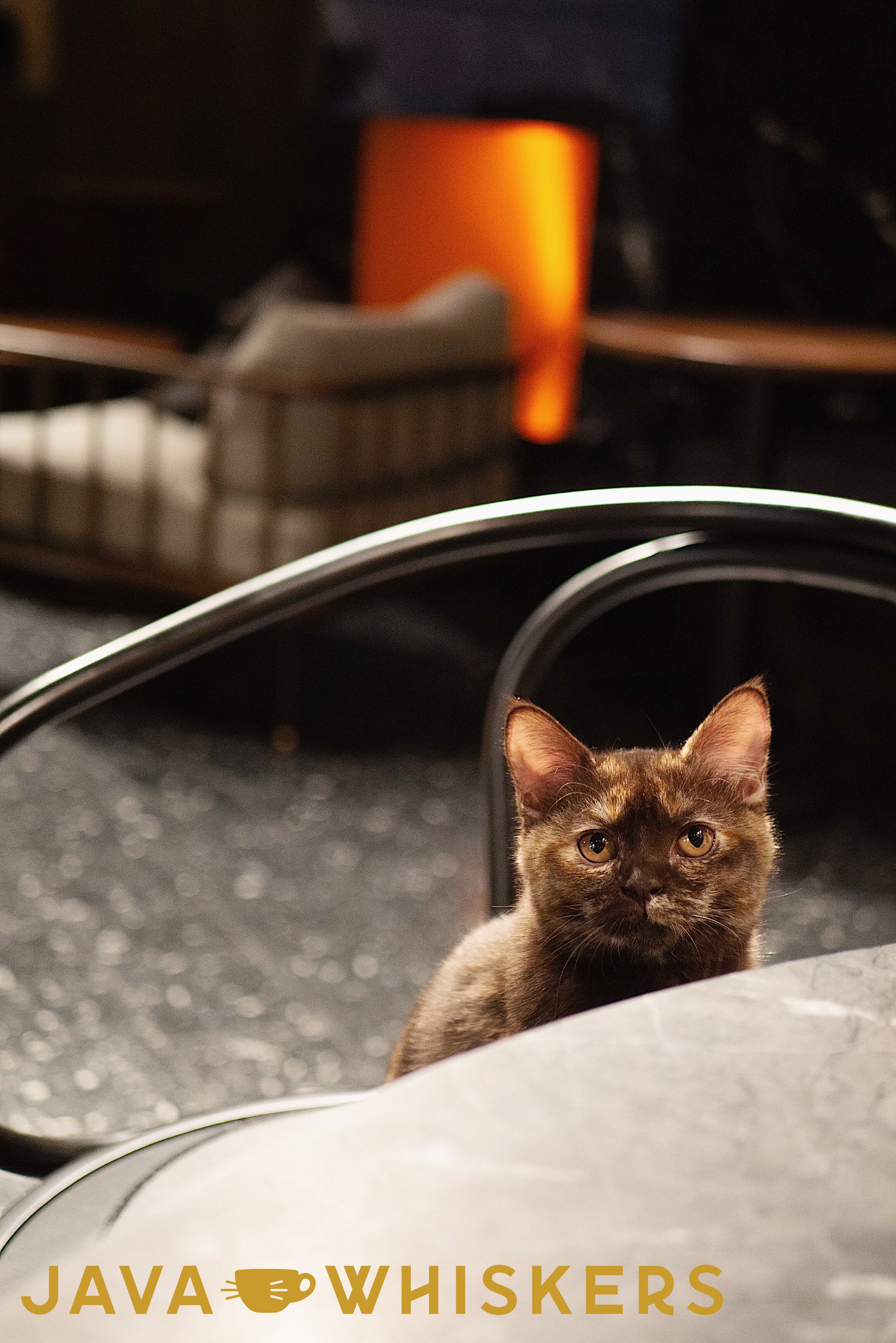 Java Whiskers - Photo