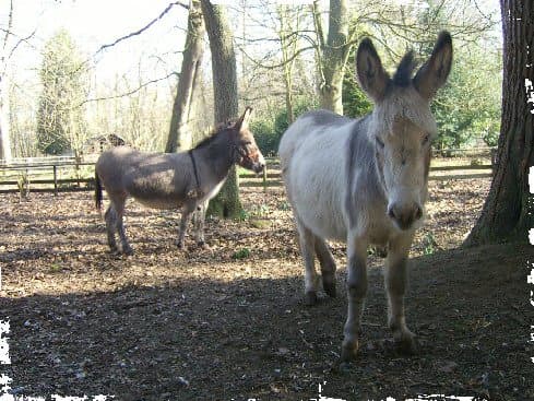 Druidstone Park - Photo