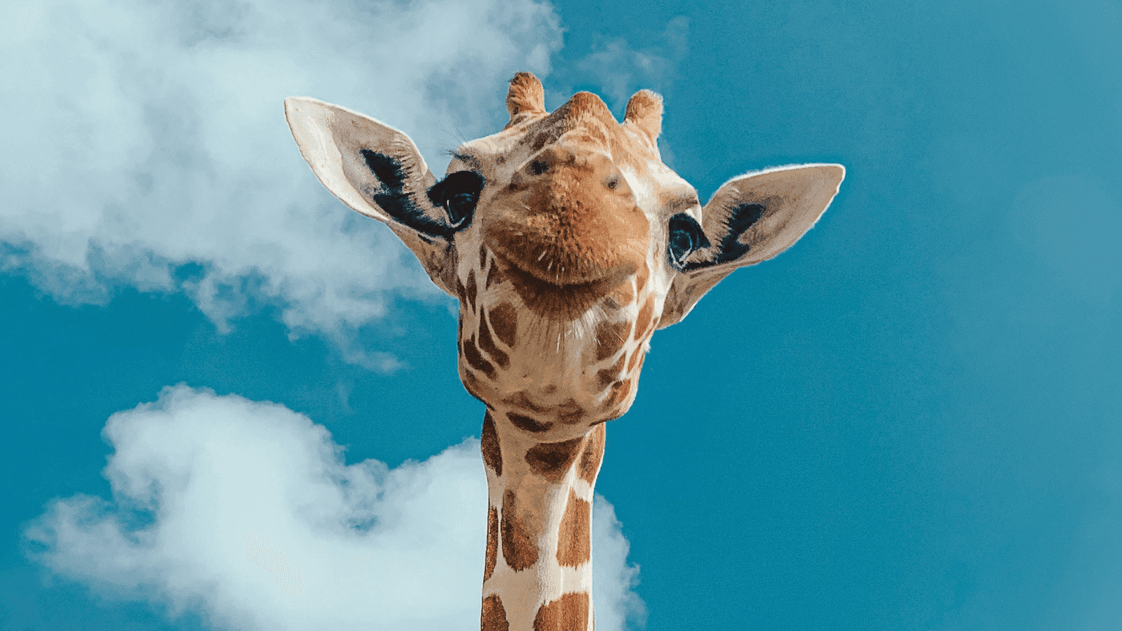 Africa Alive! - Photo