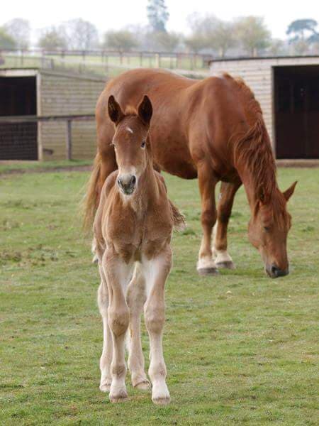 The Suffolk Punch Trust - Photo