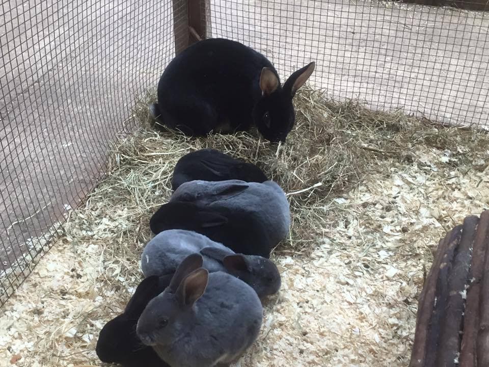 Stonehurst Family Farm and Museum - Photo