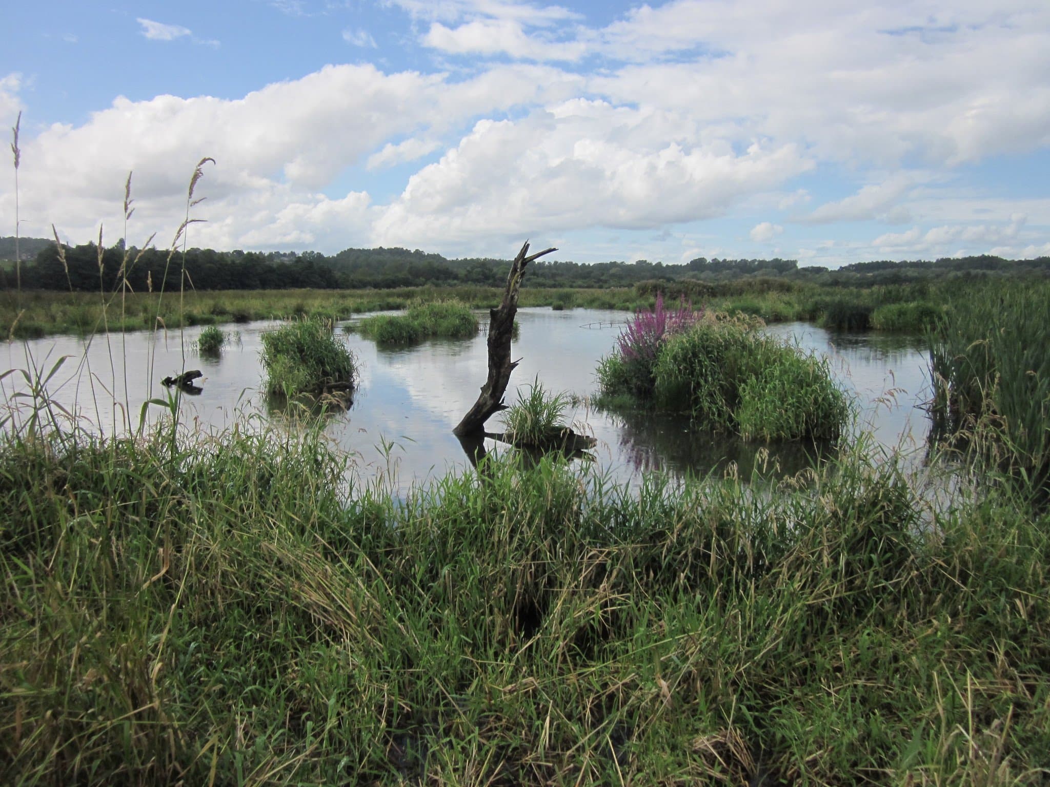 RSPB Scotland Barons Haugh Nature Reserve
