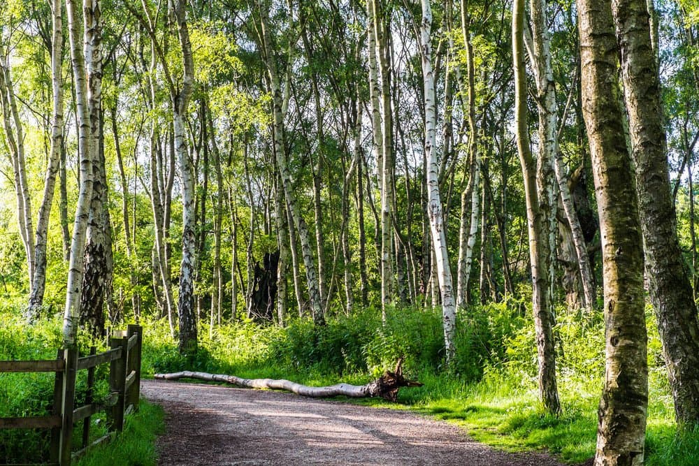 Sherwood Forest Country Park