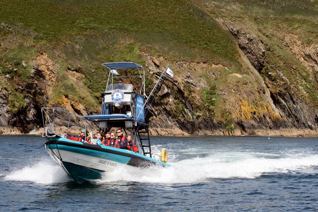 Orca Sea Safaris