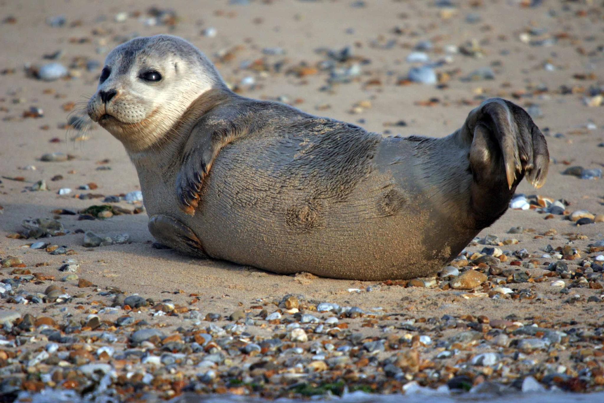 Bishops Boats Seal Trips
