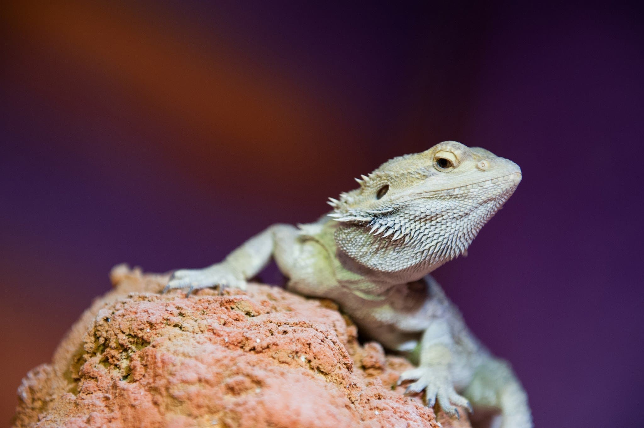 St Andrews Aquarium - Photo