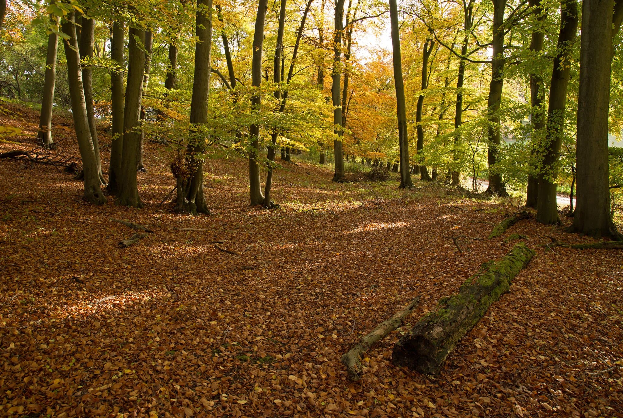 Bernwood Butterfly Trail