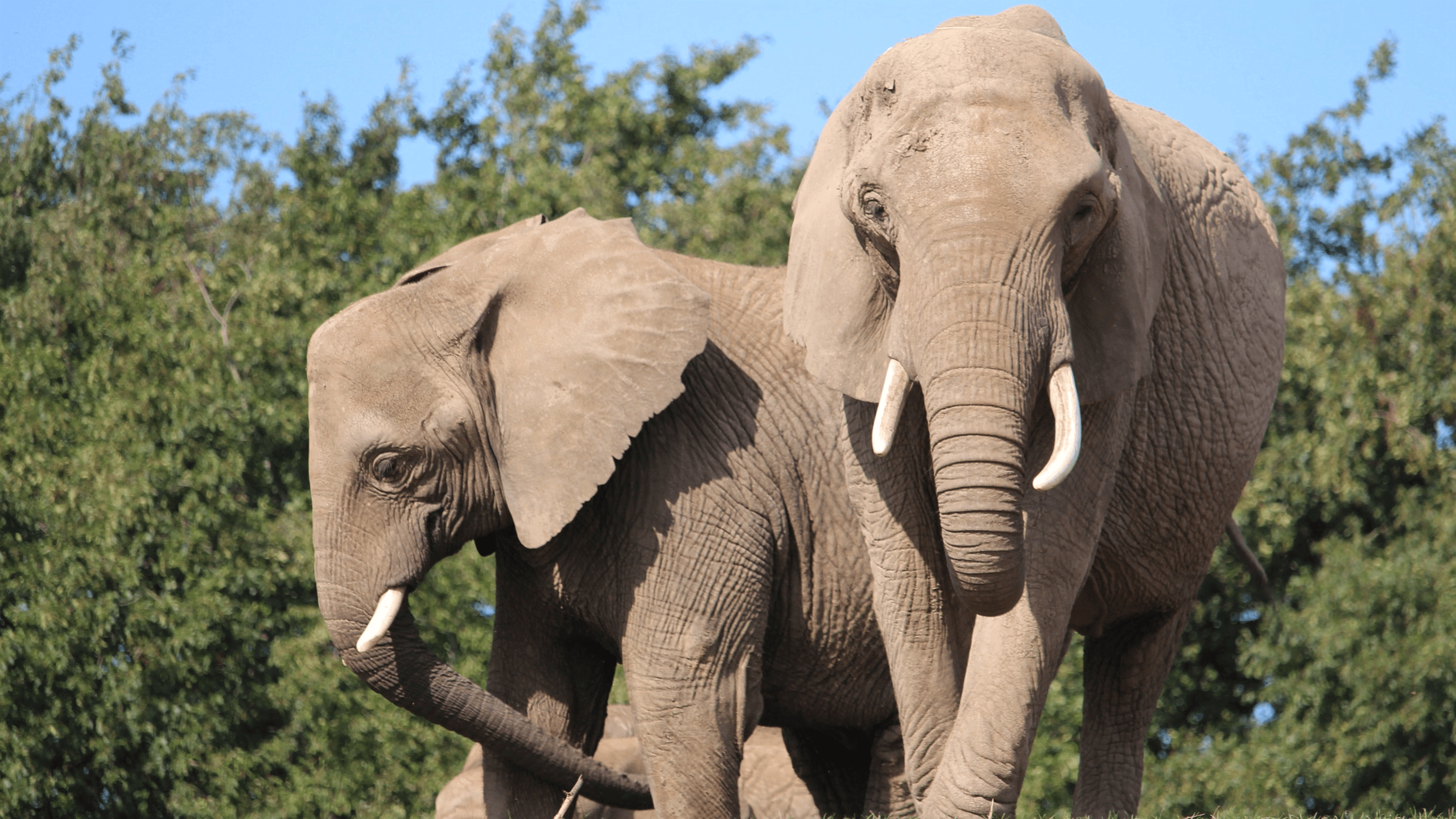 Howletts Wild Animal Park - Photo