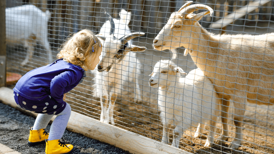 Raglan Farm Park - Photo 1