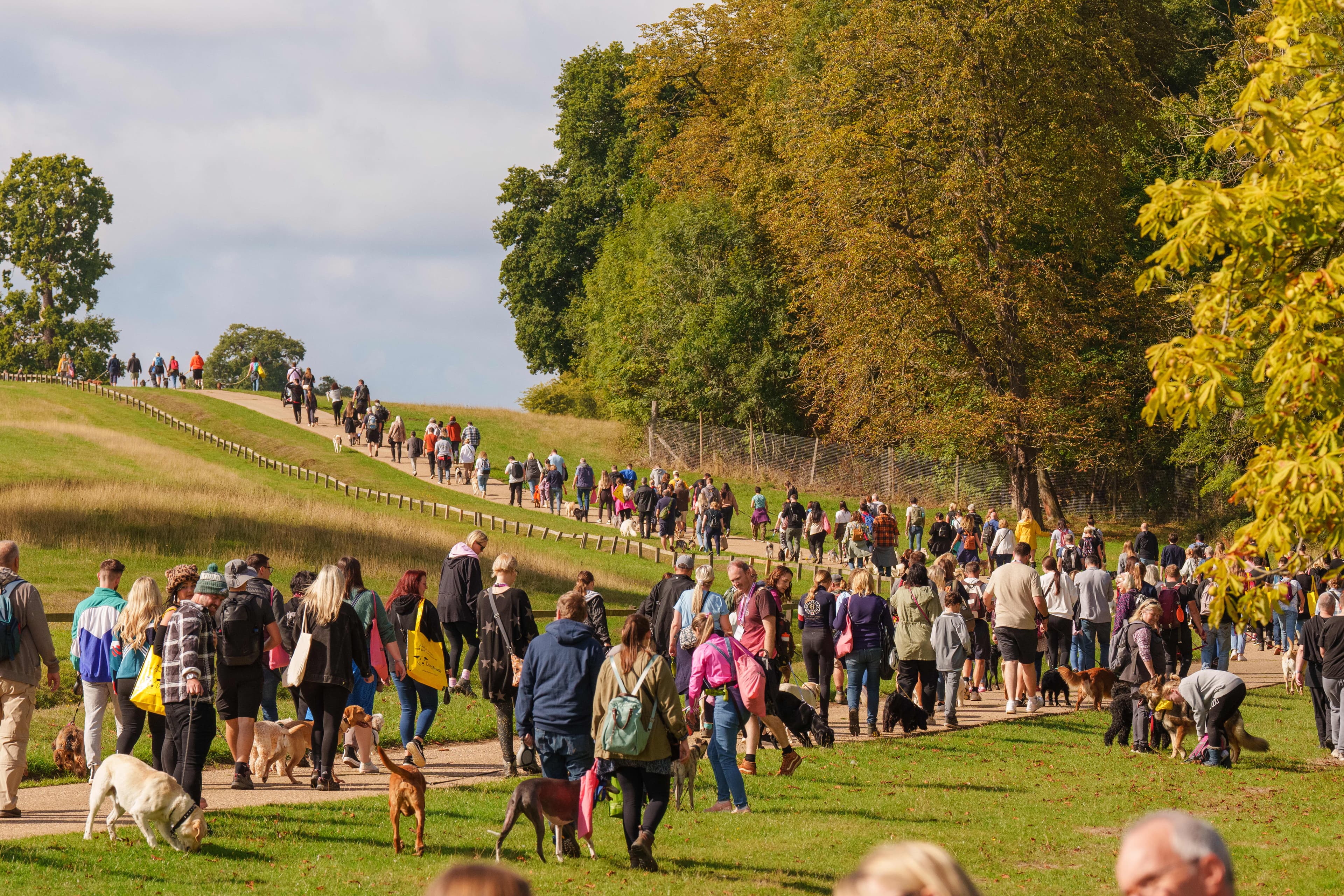 DogFest at Tatton Park - Photo