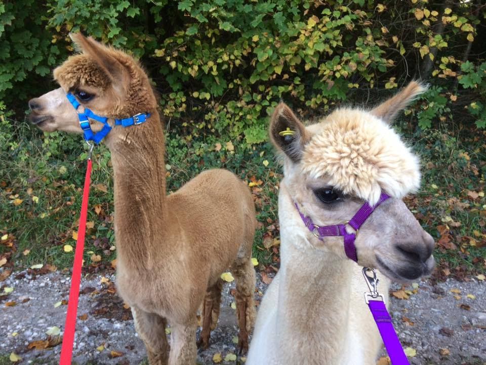 Dunreyth Alpacas - Photo