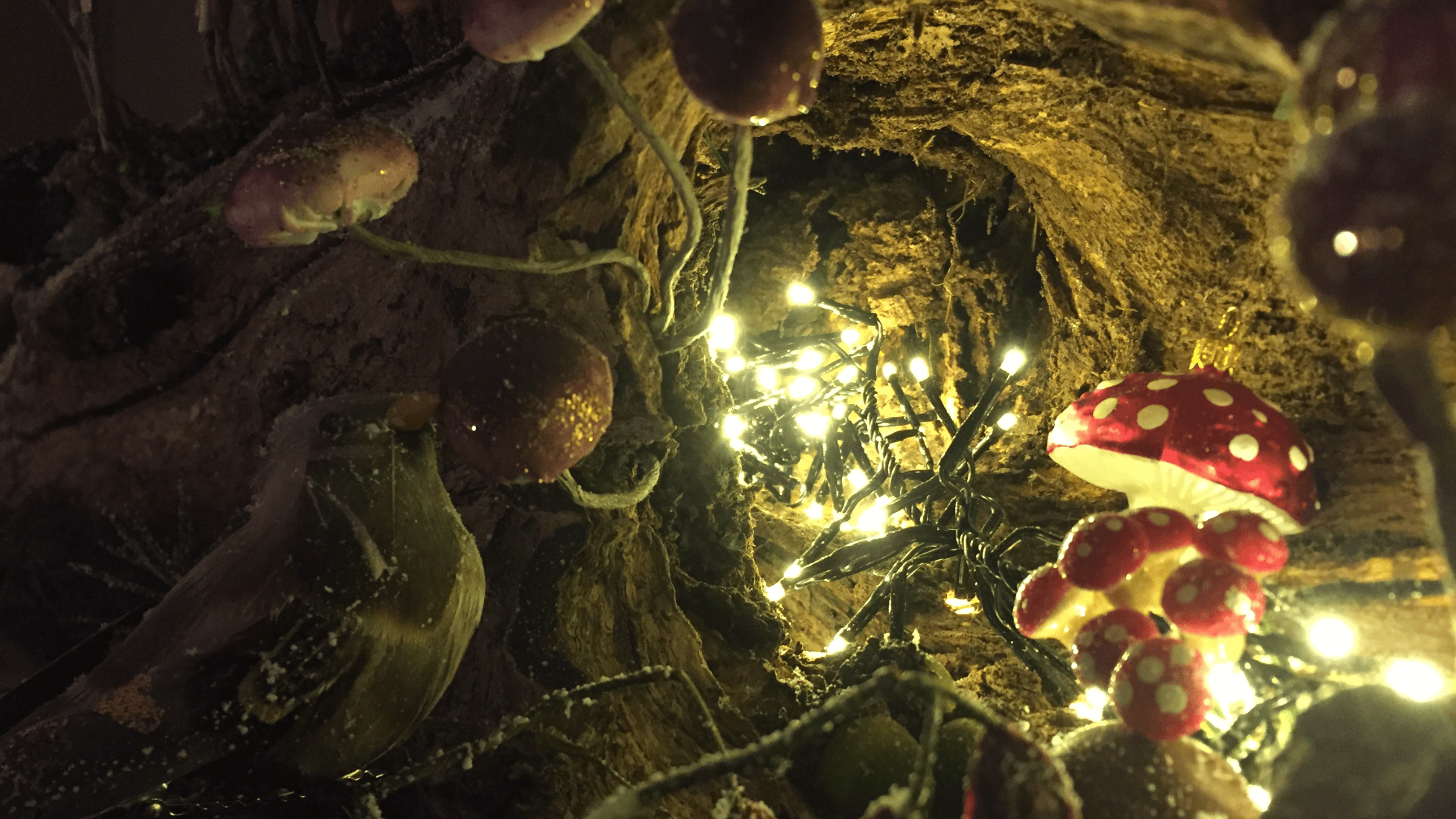 Northwood Trail Fairy Sanctuary - Photo