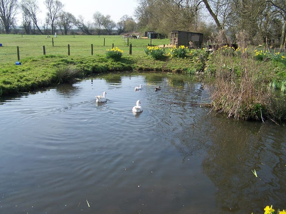 Island Farm Donkey Sanctuary - Photo