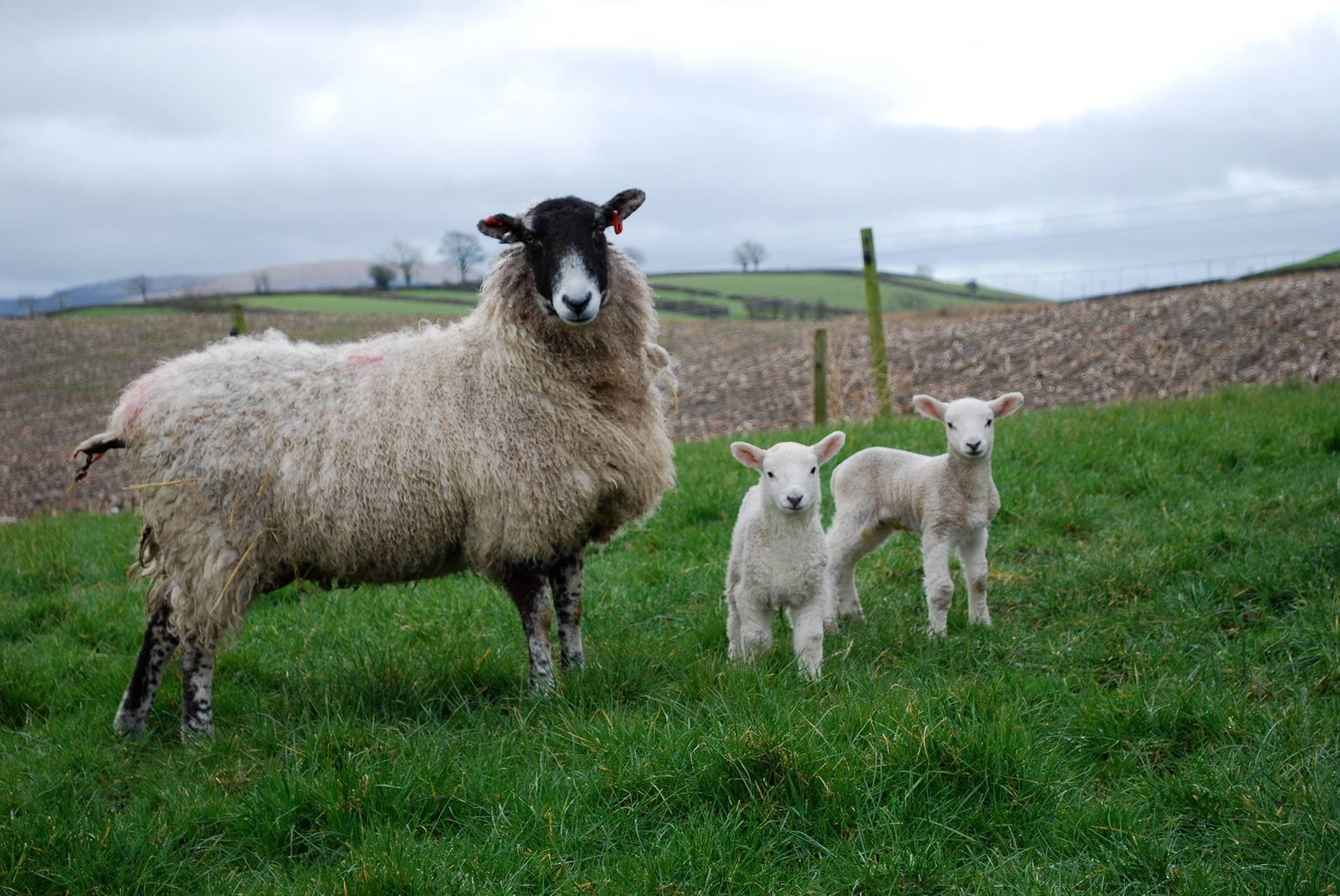 Lakeland Maze Farm Park - Photo