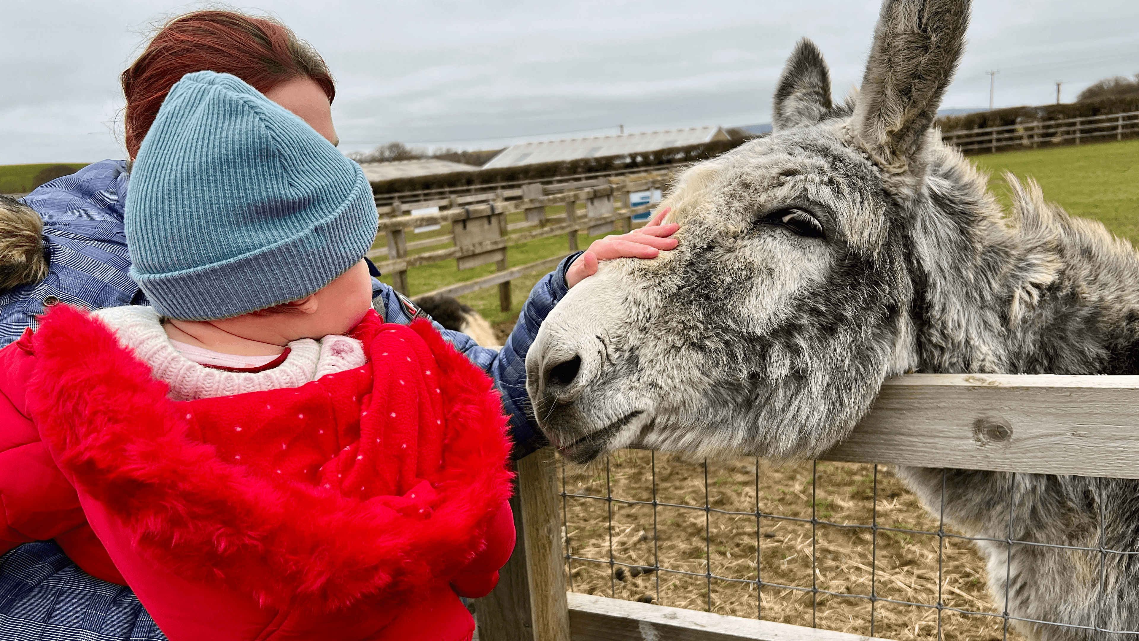 Isle of Wight Donkey Sanctuary - Photo