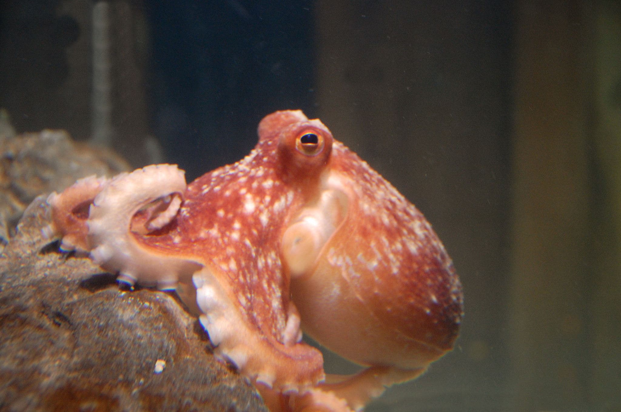 Lake District Coast Aquarium - Photo