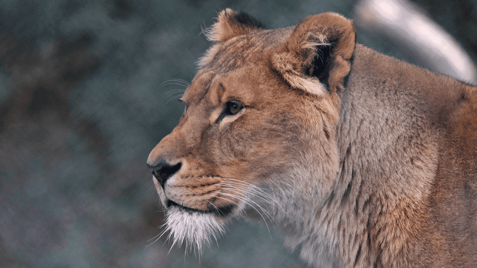 Africa Alive! - Photo