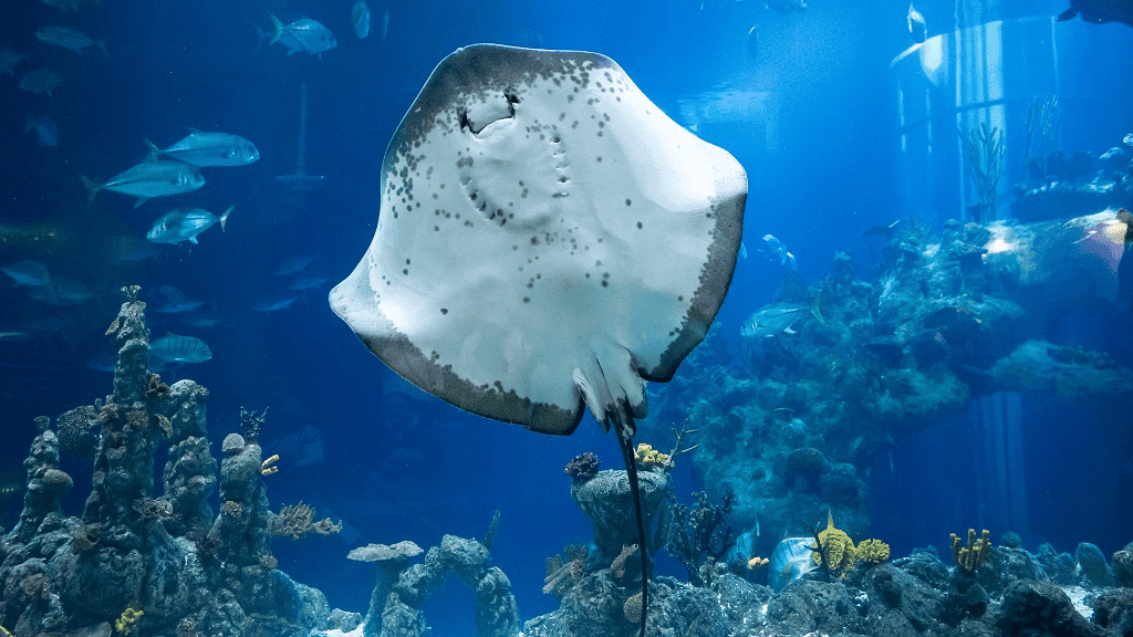 The Deep - Photo