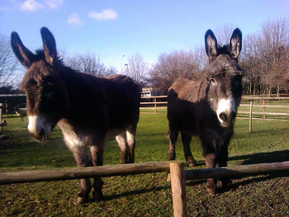 Hackney City Farm - Photo