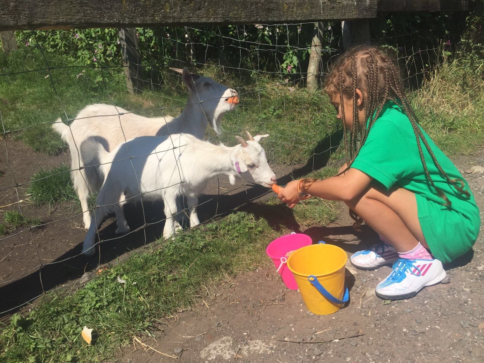 Lancaster Park & Animal Farm - Photo