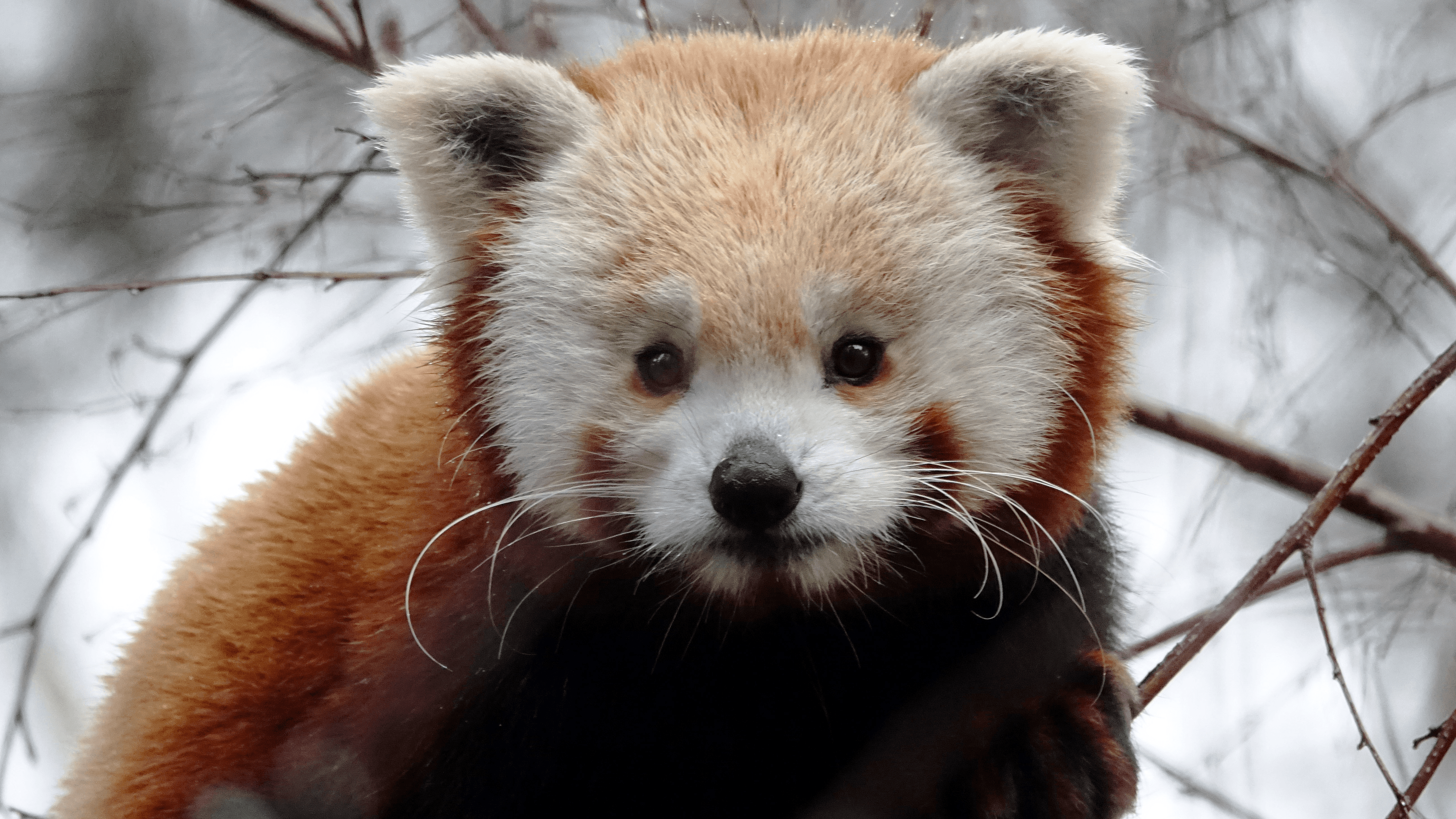 Edinburgh Zoo - Photo