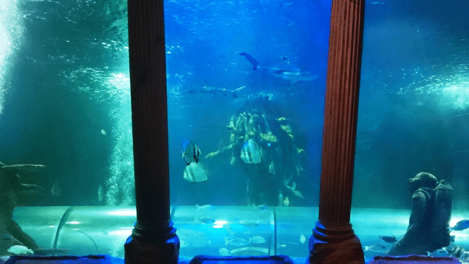 SEA LIFE Great Yarmouth - Photo
