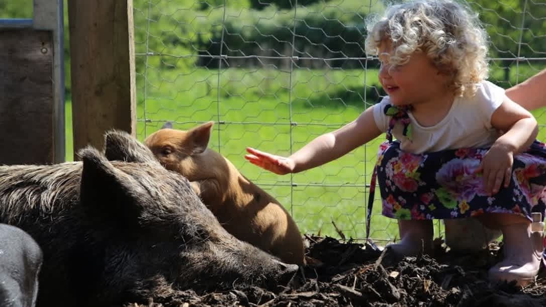 Piggy Pet and Play