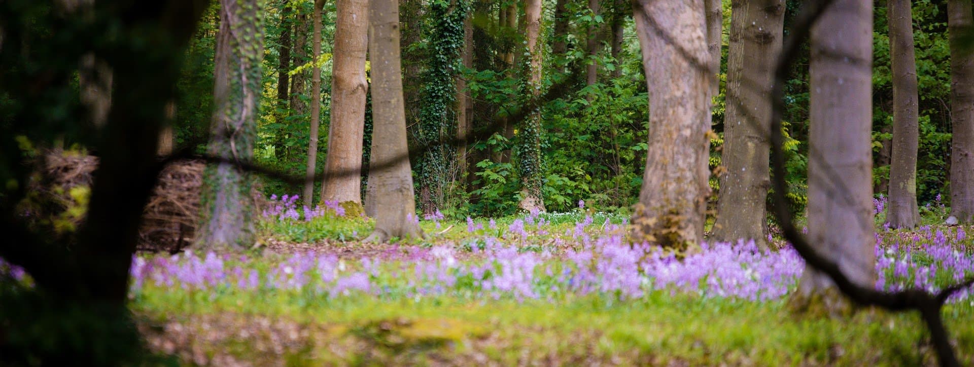Evenley Wood Garden