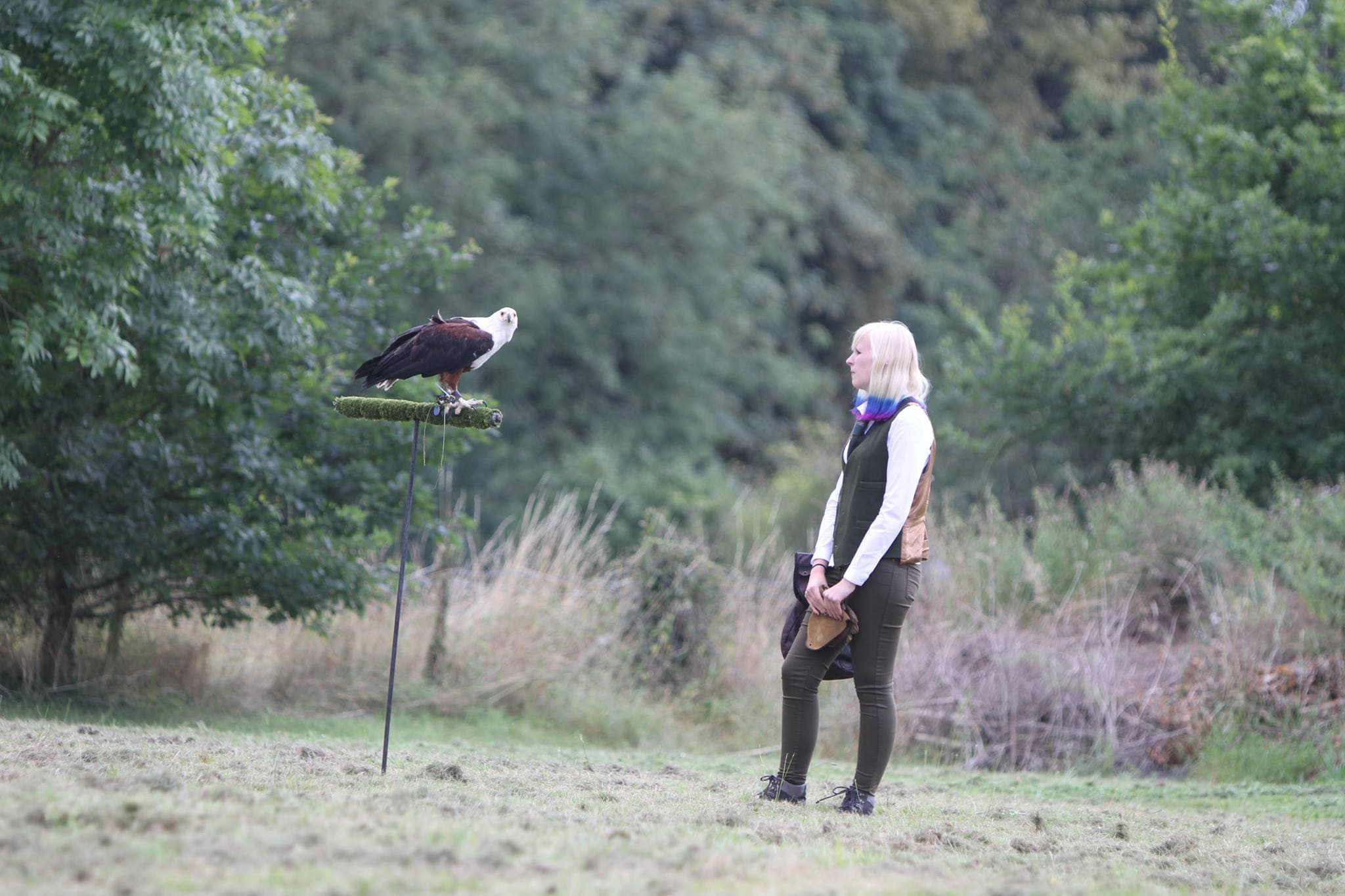 The Falconry Centre - Photo