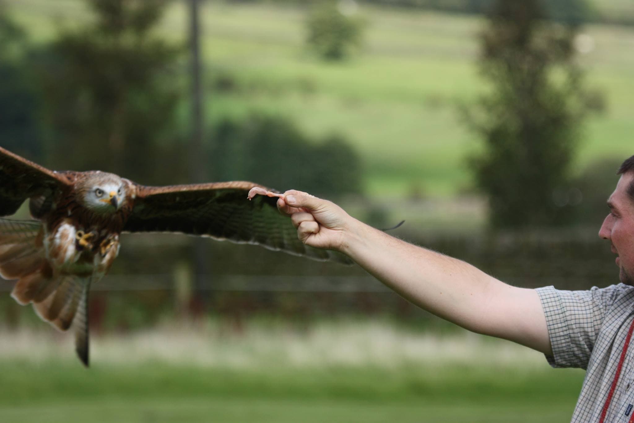 SMJ Falconry - Photo