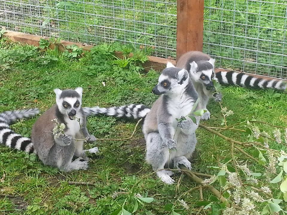 C&J's Animal Park