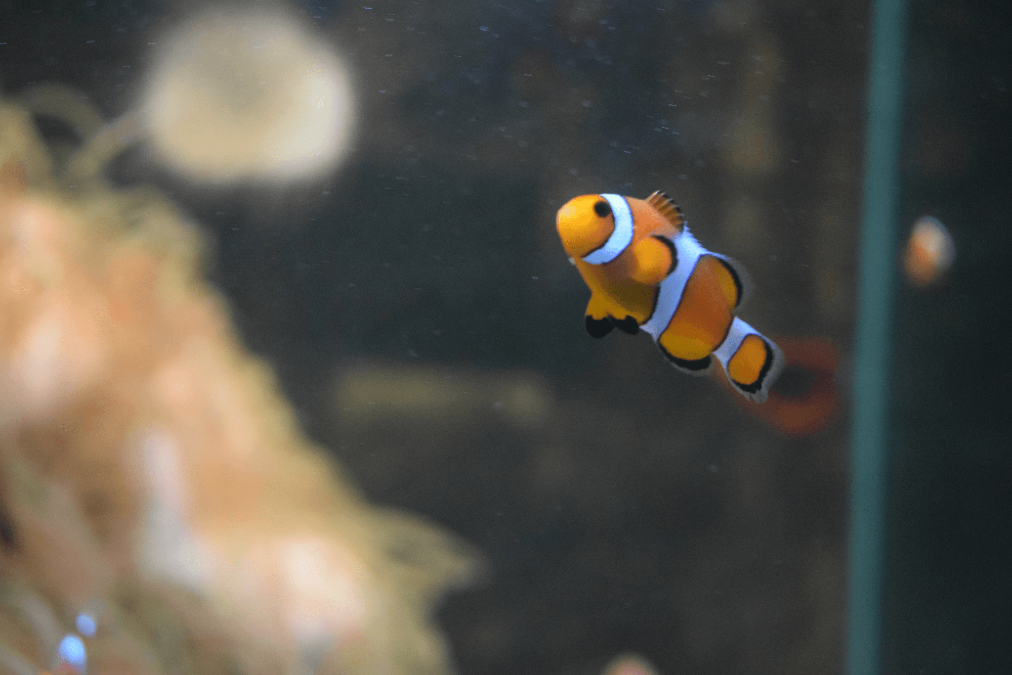 Tynemouth Aquarium - Photo