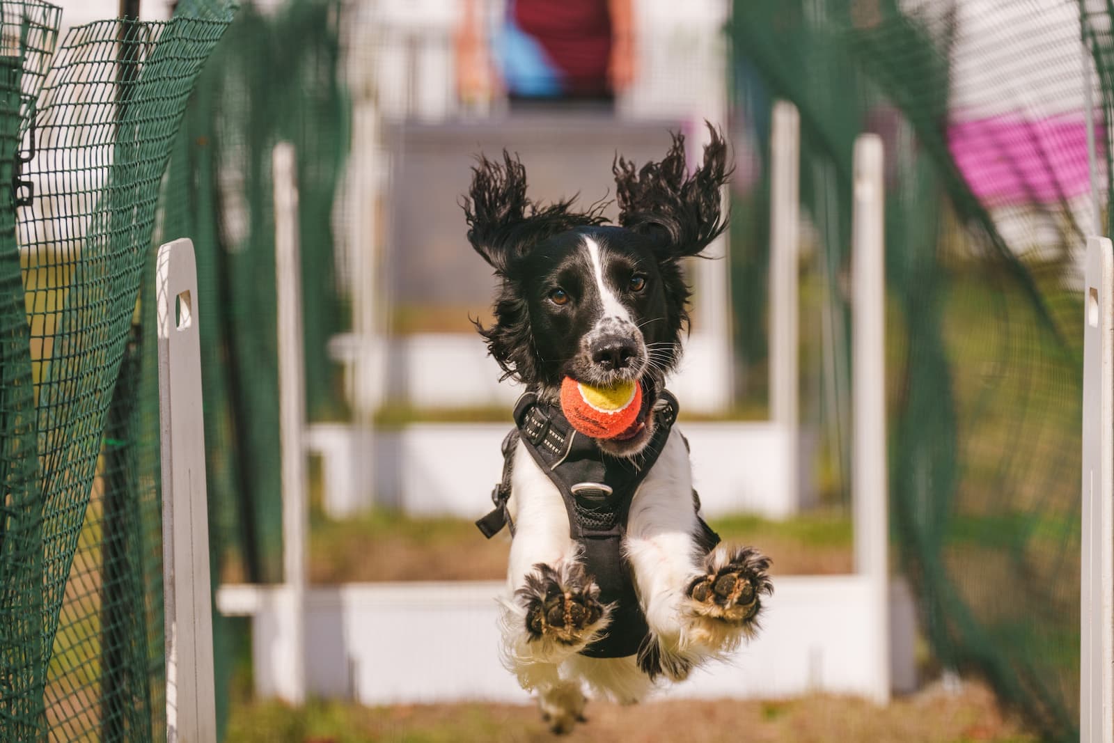 DogFest at Ragley Hall - Photo
