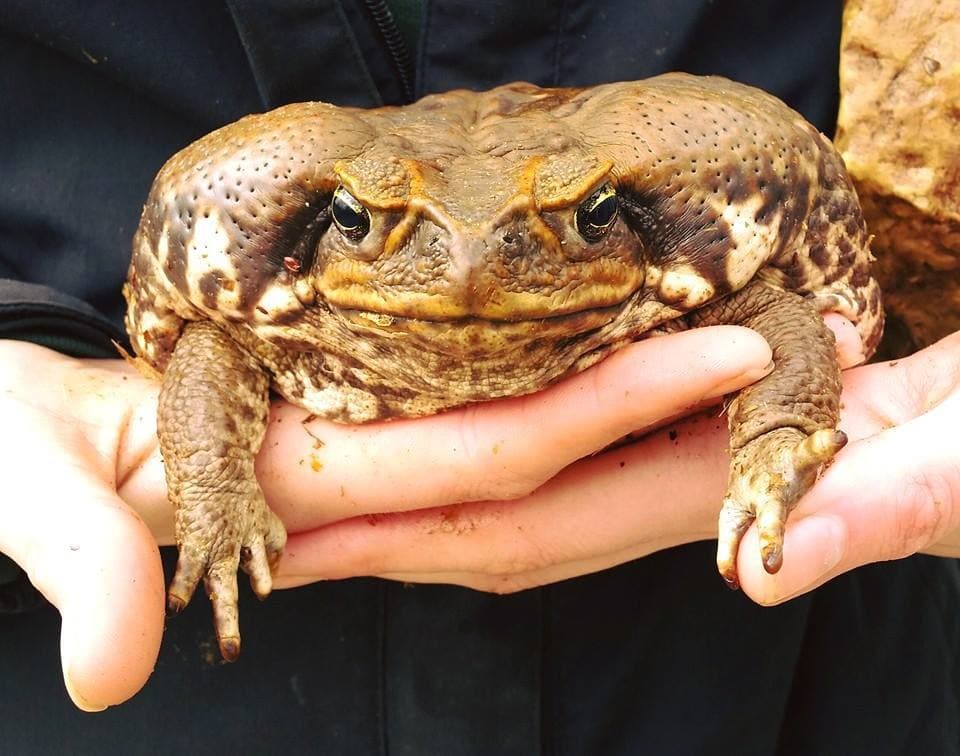 Woodside Wildlife and Falconry Park