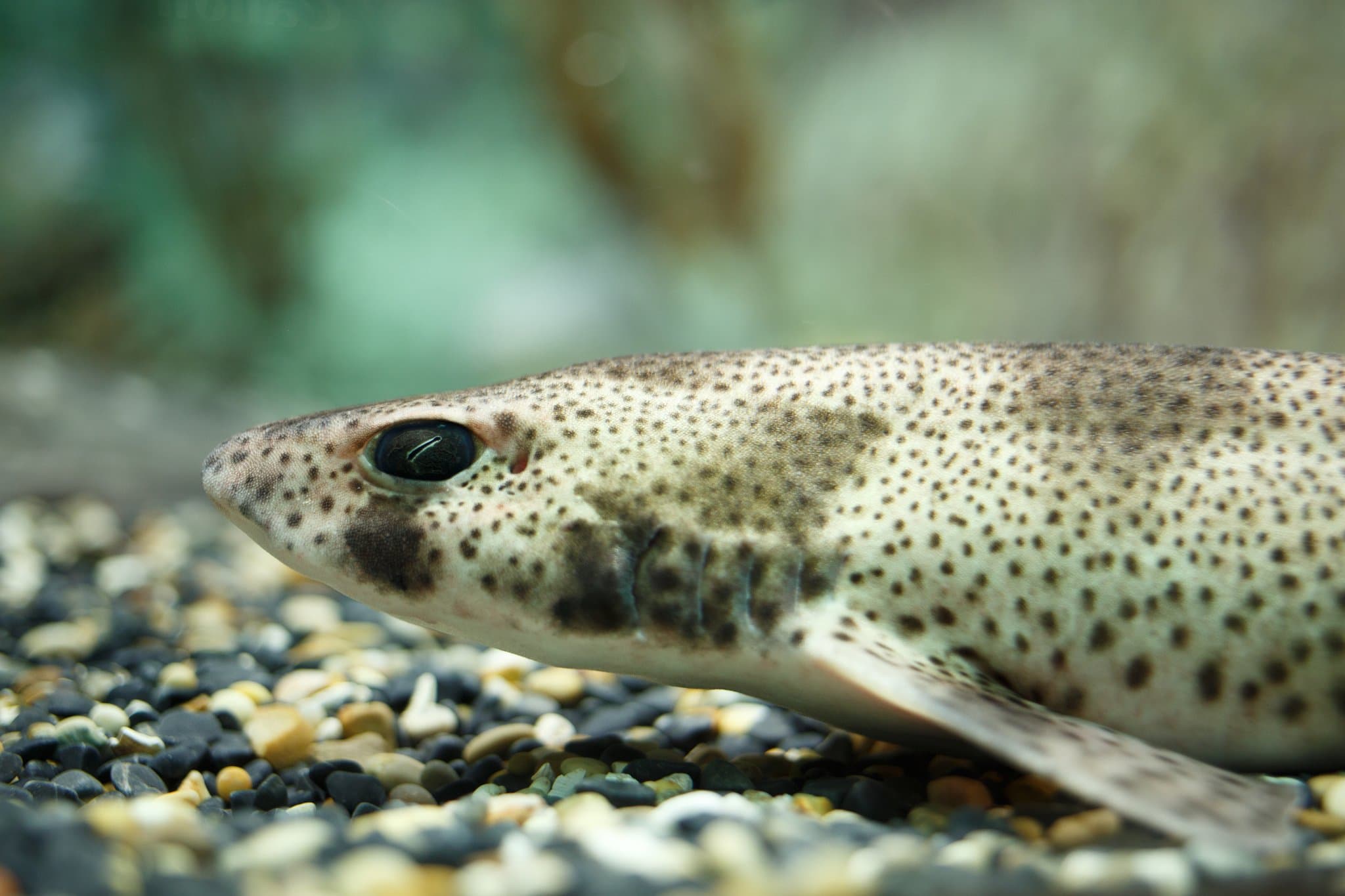 Lakes Aquarium - Photo