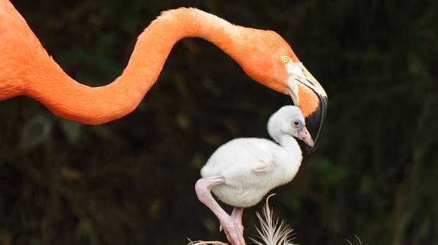 London Zoo - Photo