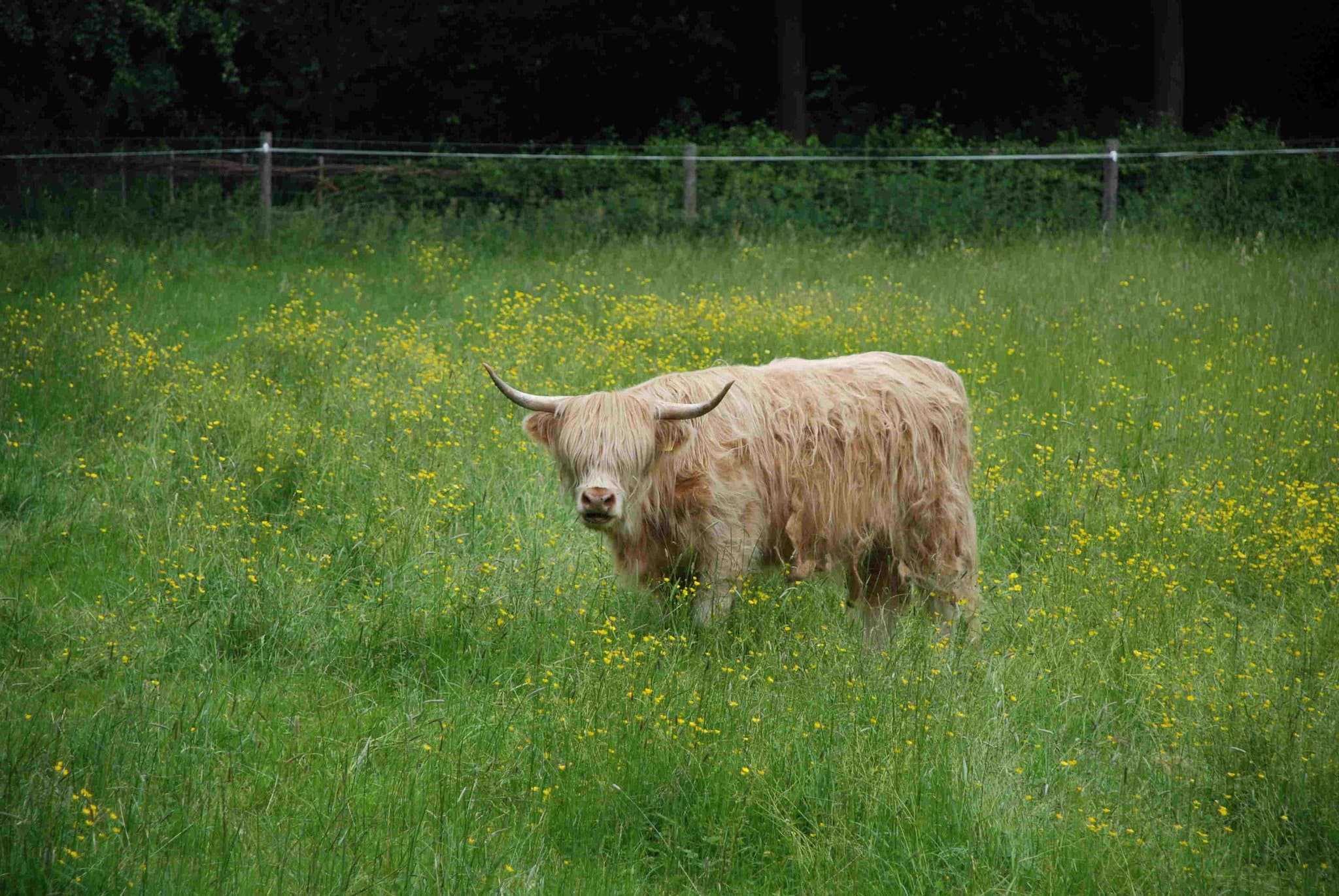 Wandlebury Country Park - Photo
