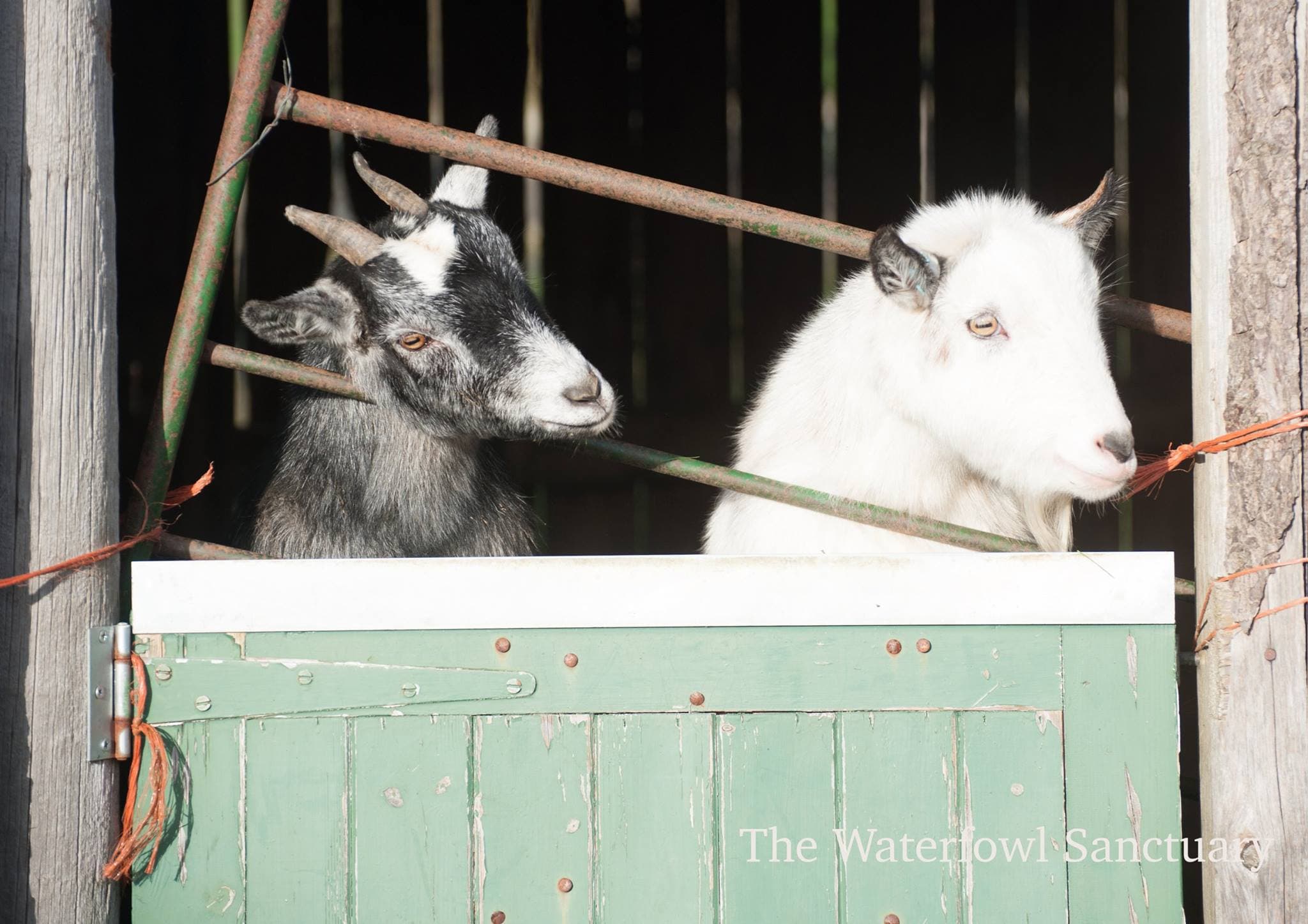 Waterfowl Sanctuary and Childrens Farm - Photo
