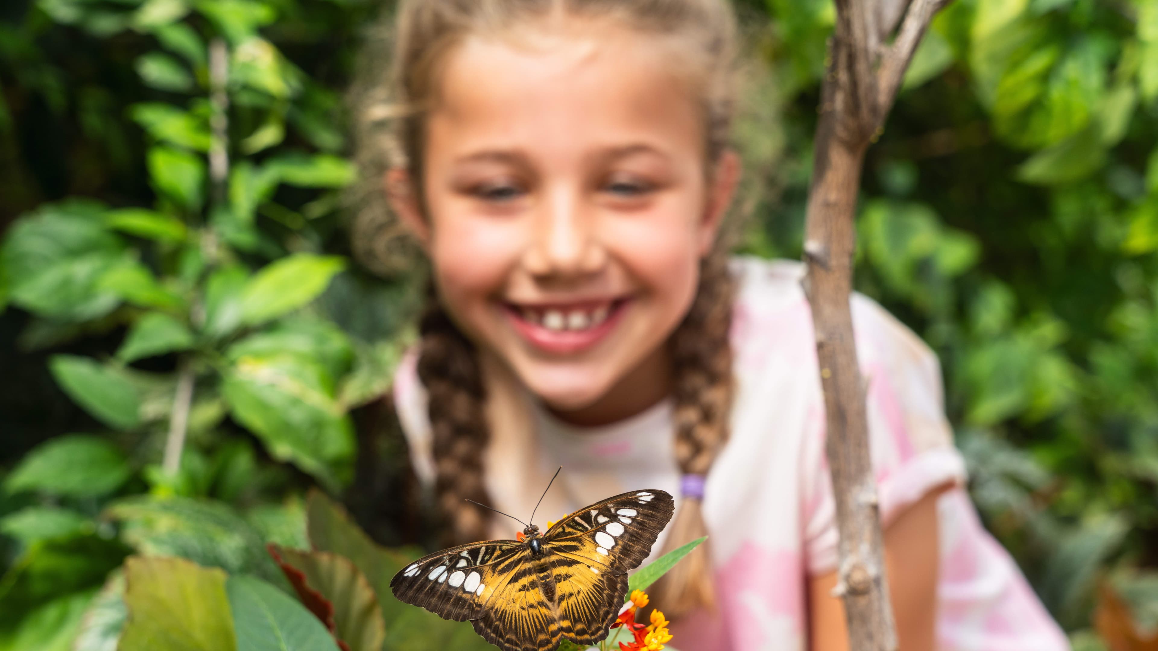 Tropical Butterfly House