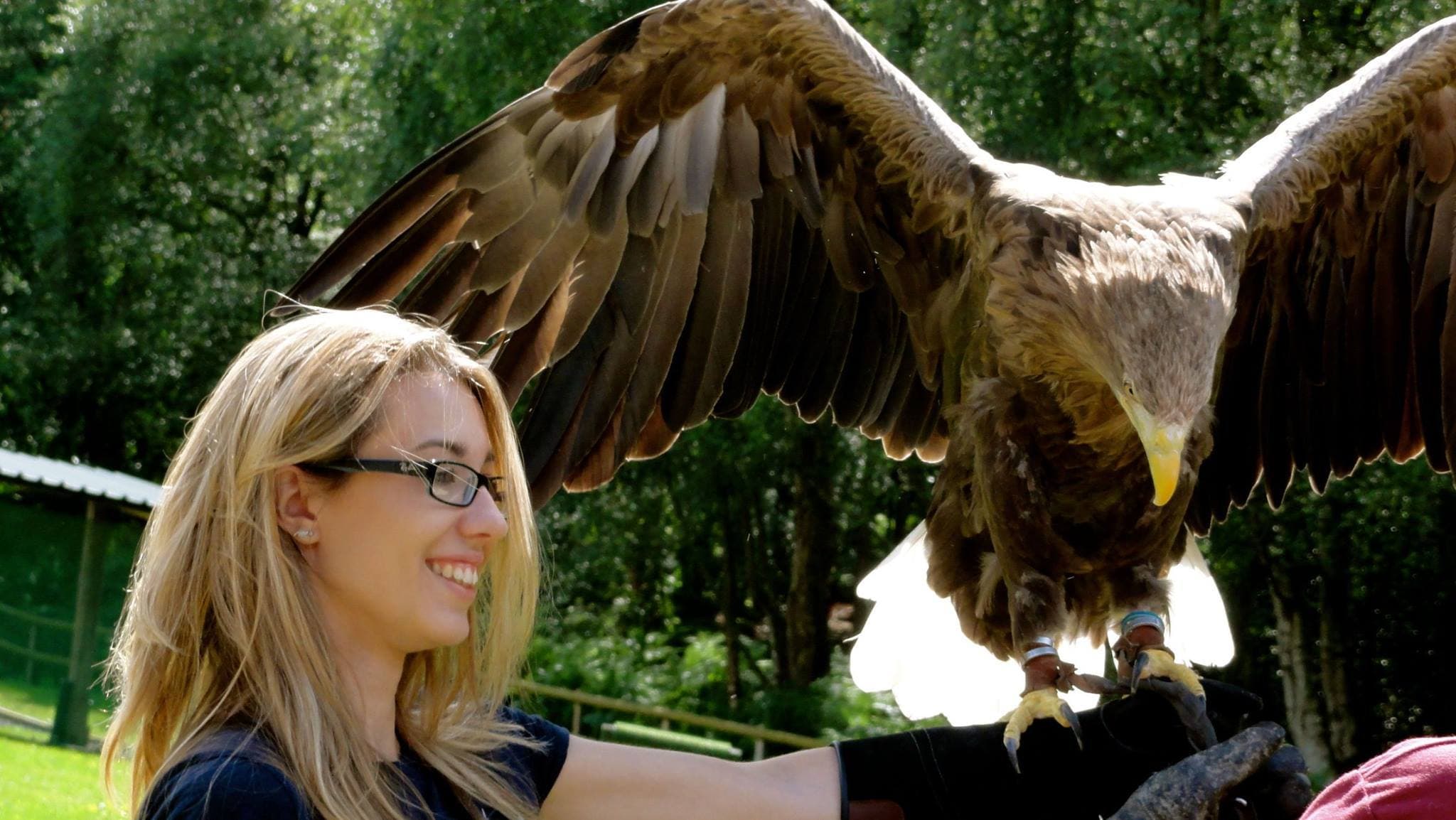 Cheshire Falconry - Photo 1