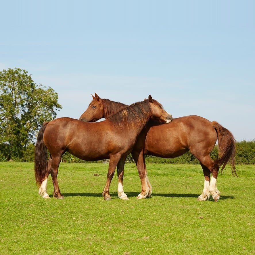 Checkendon Equestrian Centre