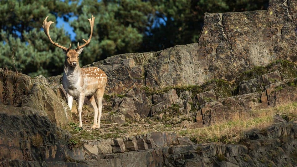 Bradgate Park Leicester - Photo