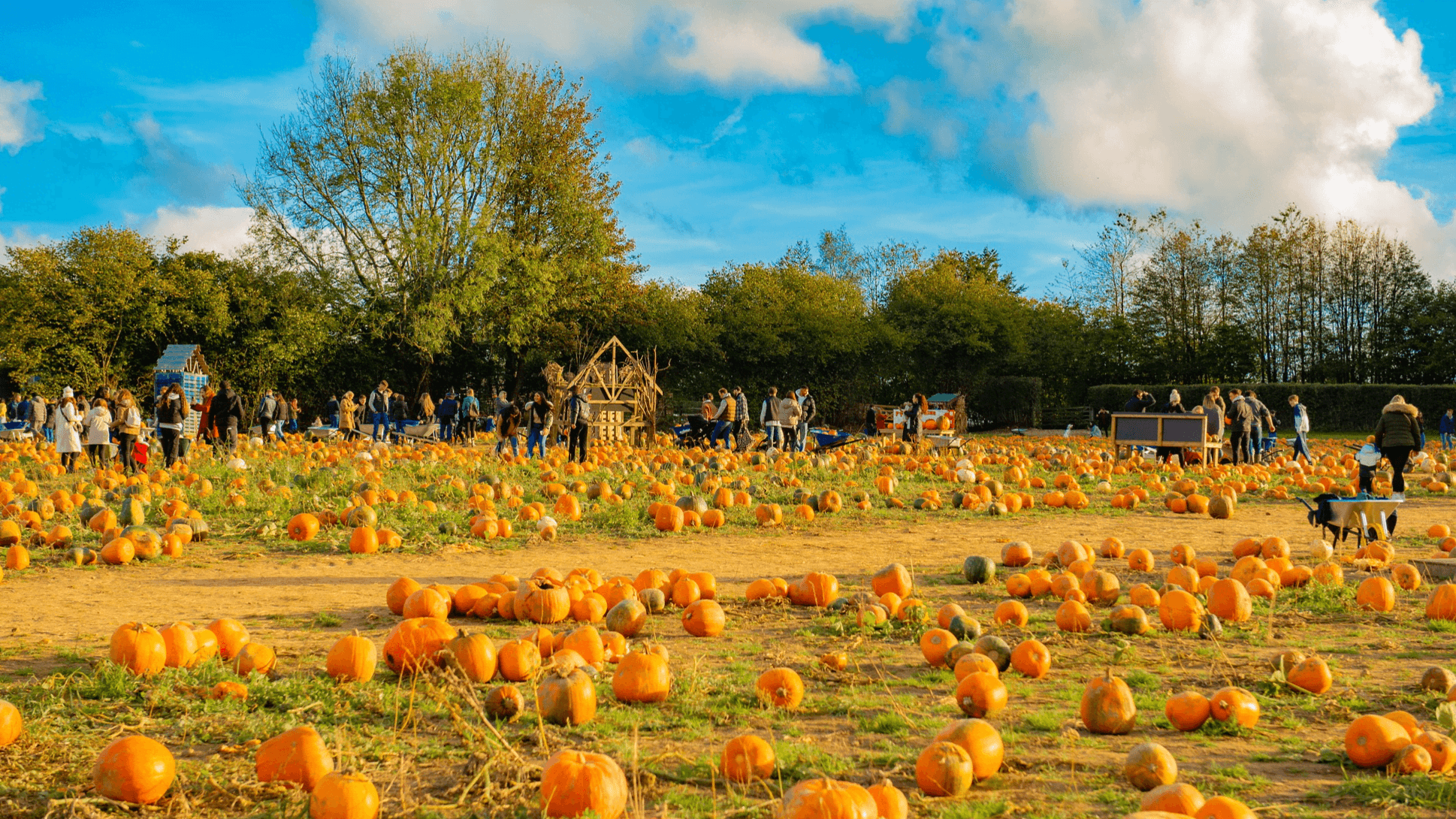 Pumpkin Picking at Tulleys Farm